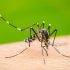San Fernando brinda consejos para la prevención del dengue en los hogares